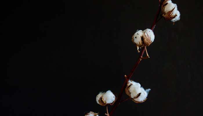  コットンパール の原材料であるコットン（綿）の写真