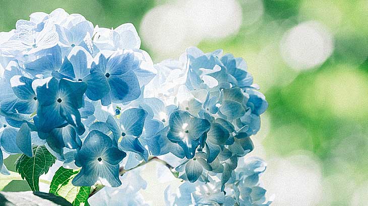 日本で6月という季節を連想させる代表的な花の一つであるアジサイの画像