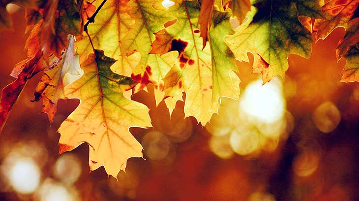 photo-of-autumn-leaves