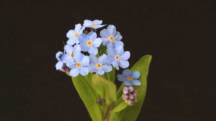 Pic-of-flower-forget-me-not