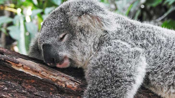 Australia is famous for koalas