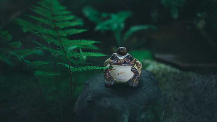 Image photo of frog