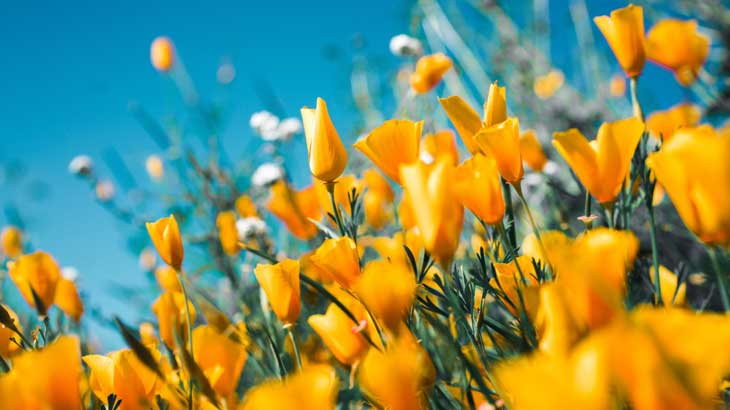 パーソナルカラー  アクセサリーのスプリング（春）タイプをイメージする花が咲き乱れる写真