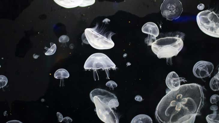 Photo-of-jellyfish