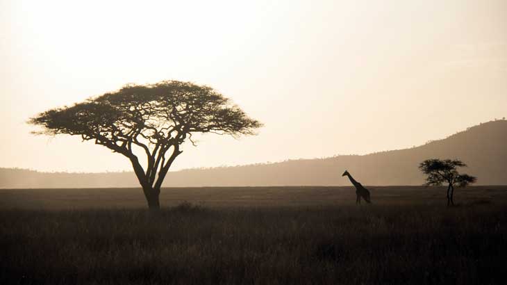 Africa image 