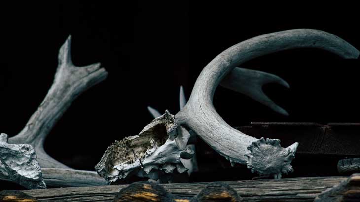 Image-photo-of-animal-bones