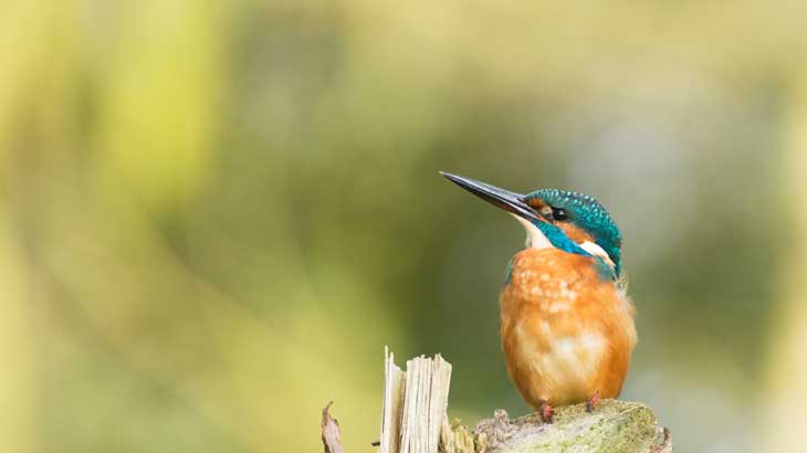 Kingfisher photo