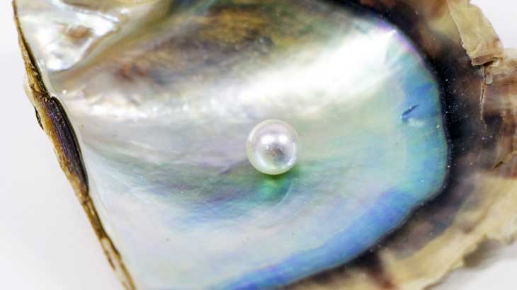 A photo of a pearl inside a shell