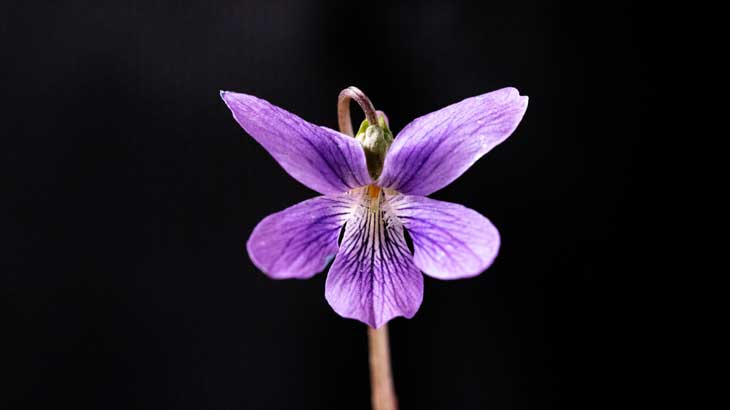 Photo of violet flowers
